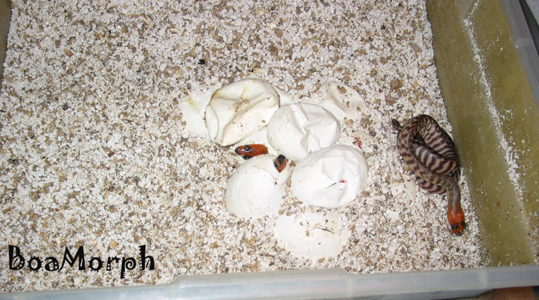 050504womaeggs-002.jpg