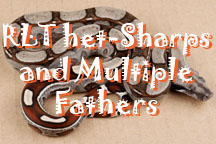 RLT_het-Sharps_and_Multiple_Fathers_LinkPic.jpg