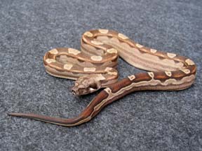 a040803m01-001-linkpic.jpg
