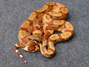 a040803m02-002-linkpic.jpg