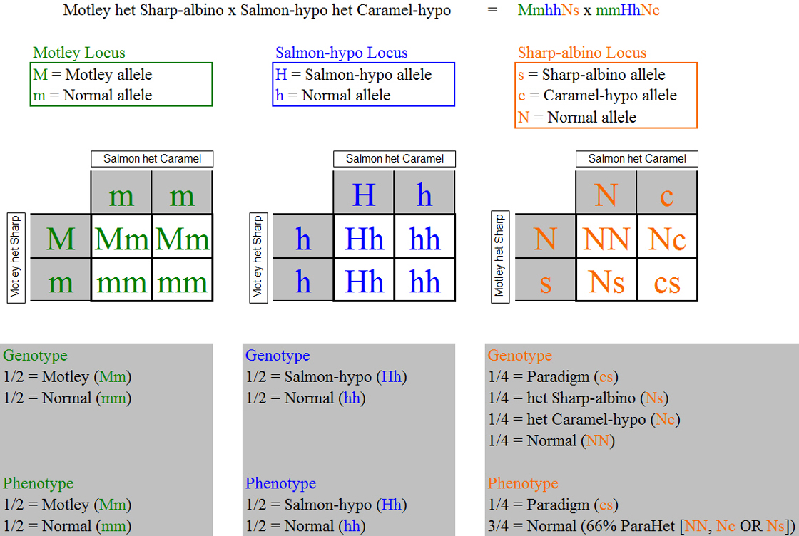 motleyhetsharpxhypohetcaramel_punnett_squares.jpg