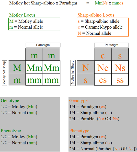 motleyhetsharpxparadigm_punnett_squares.jpg