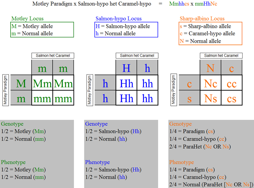 motleyparadigmxhypohetcaramel_punnett_squares.jpg