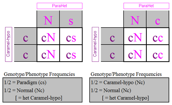 parahet-caramel_punnett_squares.jpg