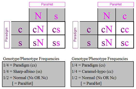 parahet-paradigm_punnett_squares.jpg