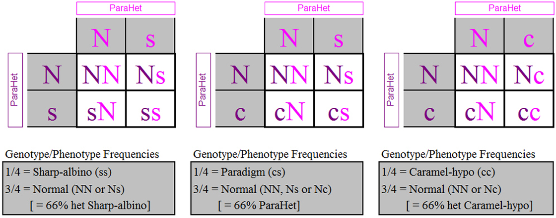 parahet-parahet_punnett_squares1120.jpg