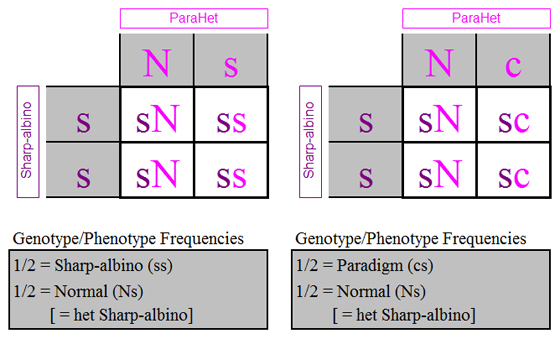 parahet-sharp_punnett_squares.jpg