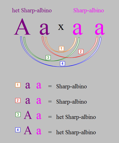 sharp-albino-arrow-diagram.jpg