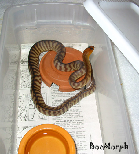 woma-shoebox.jpg